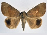 Achaea trapezoides